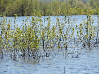 reflection of trees in water