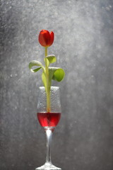red tulip in glass of red wine