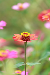 Chrysanthemum Flower Head Closeup