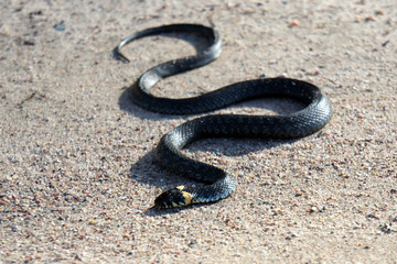 Grass Snake.Non-poisonous snake.