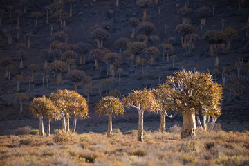 Landscape and close up images of quiver trees in the ancient quiver tree forest in Nieuwoudtville...
