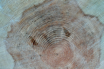 annual rings of the wood , the texture of the trunk sawn, rough texture.