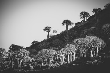 Landscape and close up images of quiver trees in the ancient quiver tree forest in Nieuwoudtville...