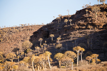 Landscape and close up images of quiver trees in the ancient quiver tree forest in Nieuwoudtville...