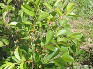 green bush in the garden