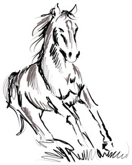 horse illustration