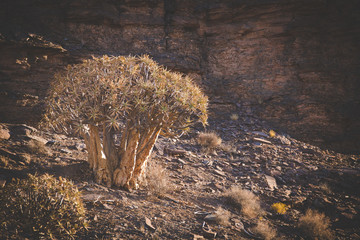 Landscape and close up images of quiver trees in the ancient quiver tree forest in Nieuwoudtville...