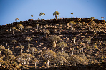 Landscape and close up images of quiver trees in the ancient quiver tree forest in Nieuwoudtville...