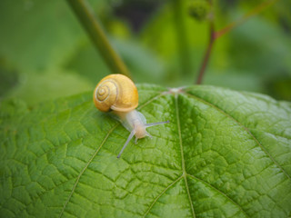 A small yellow snail on a leaf of grapes