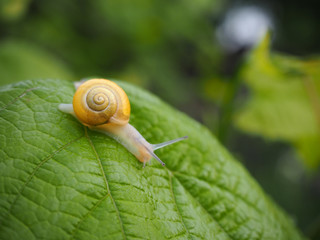 Yellow snail crawls on a leaf of grapes