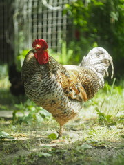 The cock stands on one leg