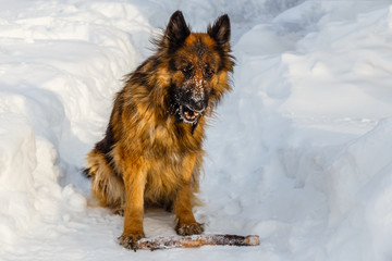 german shepherd dog sitting in the snow