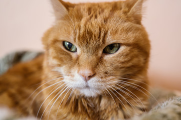 Lovely cat looking somewhere. Selective soft focus.