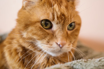 Lovely cat looking somewhere. Selective soft focus.