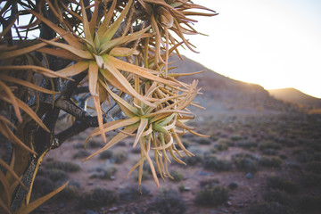 Landscape and close up images of quiver trees in the ancient quiver tree forest in Nieuwoudtville...