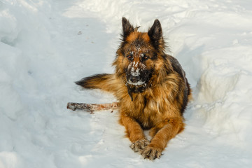 german shepherd dog laying on the snow
