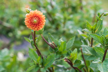 Background with orange flower in a garden