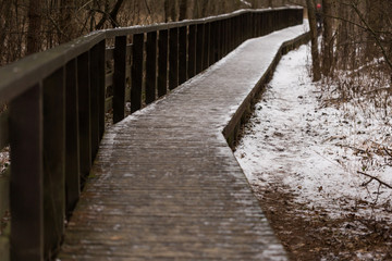Pathway in the woods