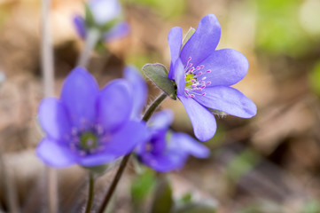 Hepatica nobilis in bloom, group of blue violet purple small flowers, early spring wildflowers