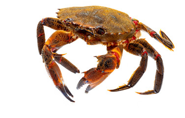 Galician Necoras (from Galicia) in movement. Delicious seafood from the Bay of Biscay and Atlantic. Fresh and alive crabs isolated on white background.