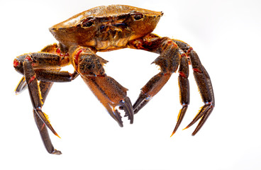 Galician Necoras (from Galicia) in movement. Delicious seafood from the Bay of Biscay and Atlantic. Fresh and alive crabs isolated on white background.