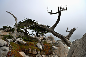 Coastline along the 17 Mile Drive in overcast day. California, USA