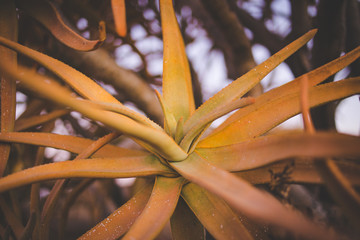 Landscape and close up images of quiver trees in the ancient quiver tree forest in Nieuwoudtville...