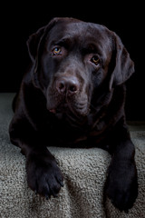 Portrait of a labrador retriever