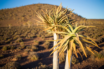 Landscape and close up images of quiver trees in the ancient quiver tree forest in Nieuwoudtville...