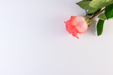 Pink rose on white background.