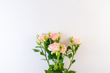Naklejka na ściany i meble Pink roses on white background.