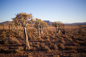 Landscape and close up images of quiver trees in the ancient quiver tree forest in Nieuwoudtville...