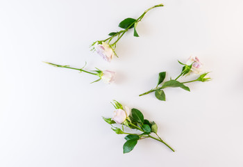 Soft purple rose on white background.