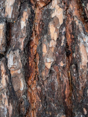 The texture of pine bark in a snowy winter forest in Russia