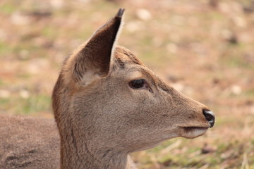 奈良の鹿