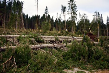 Landslide, whirlwind, tornado, twister, damaged forests in Dolomiti mountains, in Veneto, Cadore, Italy
