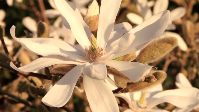 Magnolia stellata flower