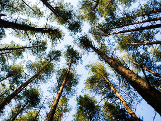 Forest
