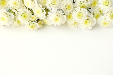 Delicate flowers on a white background. Macro. Design of chrysanthemum flowers on a white background. Flowers in spring and summer.