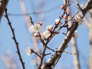 Branch of apricot tree in the period of spring flowering.