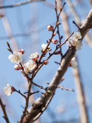 Branch of apricot tree in the period of spring flowering.