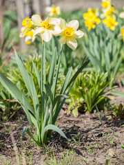 Beautiful flowers of yellow daffodils growing in the garden.