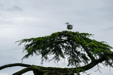 Möve sitzt auf Baum mit Grünen Blättern