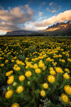Wide angle landscape view of a large field of bright yellow pincushion proteas blowing in the wind in the fynbos capital, the Western Cape of South Africa