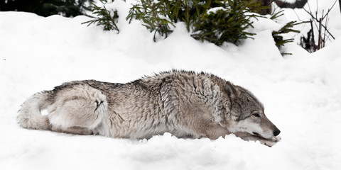 The wolf (female wolf) lies thoughtfully stretched out on the snow.