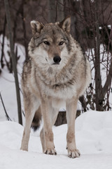 Fototapeta na wymiar powerful wolf stands proudly and looks forward (full face) on the snow in winter.