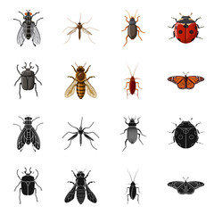Isolated object of insect and fly symbol. Collection of insect and element stock symbol for web.