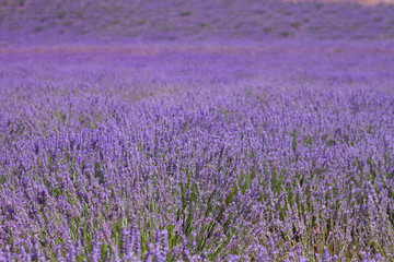 Naklejka na ściany i meble Purple lavender landscape