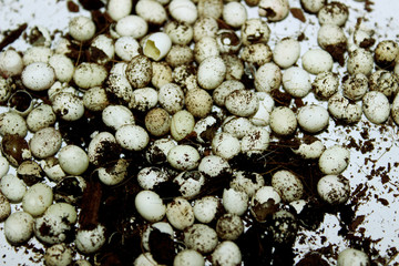 White Snail`s Eggs. Snail's Caviar. Abstract Nature Background.
