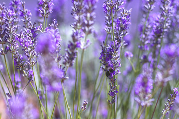 Obraz premium Szczegóły kwiatów lawendy